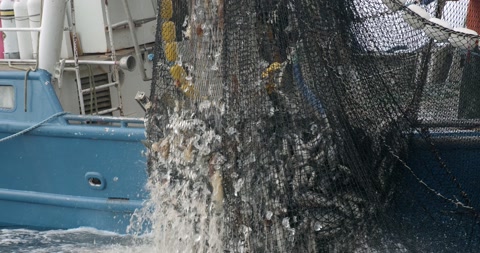 Fishing Boat Pulling Out a Net Full of Salmon Fish From Pacific Ocean