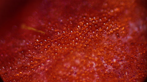 Red Color Spherical Cells and details under a microscope. Red ink in petal