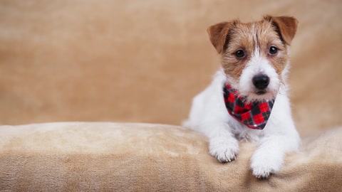 Cute funny happy pet dog puppy listening on the sofa