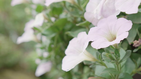 Beautiful white flower bloom and petal in the garden, season springtime or su