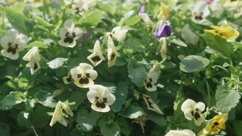 Beautiful white flower bloom and petal in the garden, season springtime or su