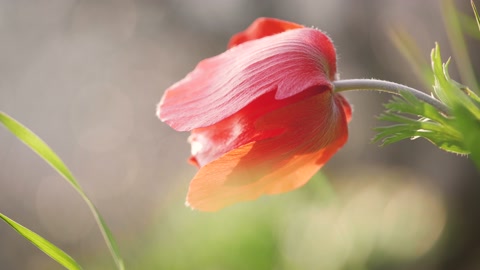 Closeup of red petal flower in a spring field. in the meadow on sunlight are 