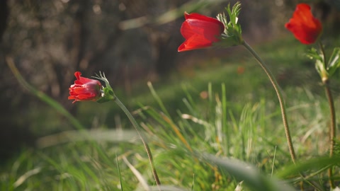 three flowers in a spring field. in the meadow on sunlight are bloomed red petal