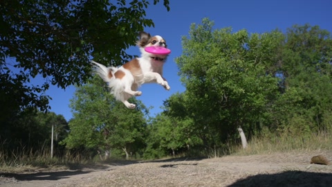 outdoor agility obedience training of little chihuahua pet dog jumping and