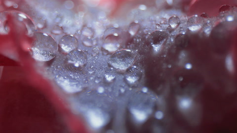 Water drops on a flower petal Macro shot of a wet flower texture.