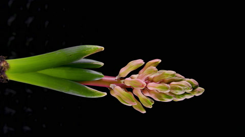 Close-up Time Lapse Blooming Pink Flowers and Purple Petal Plants Isolated 4k