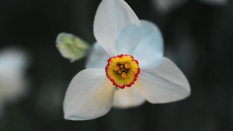 White daffodils with a butterfly on a petal