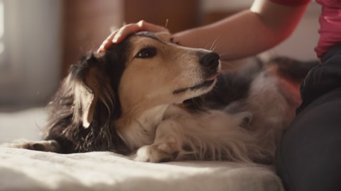 Dog petted by female hands best friends at home close up animal pet