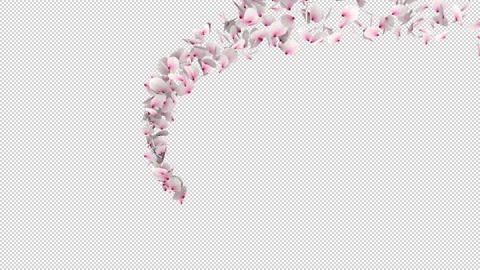 Sakura cherry blossom petal transition