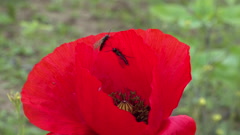 Blooming Steppe, Insects on a red poppy flower (Papaver rhoeas), … [162279647] | 写真素材・ストックフォトのアフロ