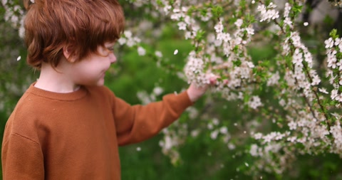 kid, boy shaking blooming tree branch, creating a petal rain in spring garden