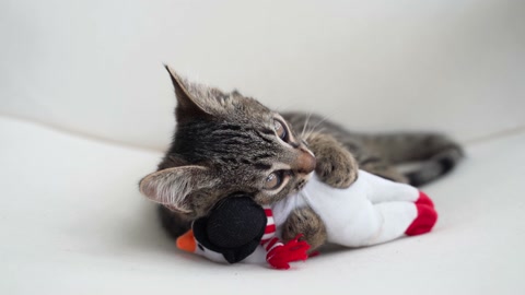 Tabby grey kitten plays with snowman Christmas plush toy. Pet cat Christmas