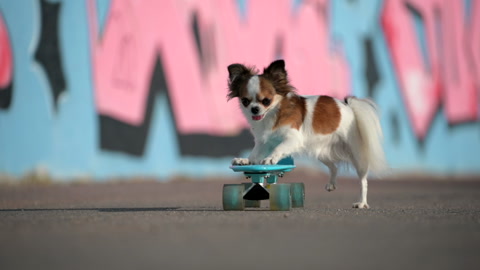 little chihuahua pet dog riding pushing skateboard during outdoors leisure sport