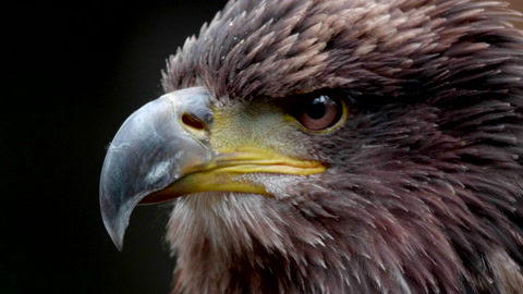 Golden Eagle Bird, Hunter Bird Nature Wildlife Close Up, Sharp Beak and Bird Eye