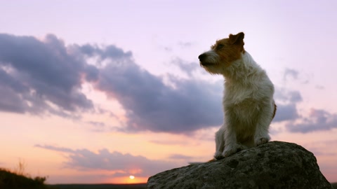 Beautiful happy pet dog sitting on a rock, sunset silhouette with copy space