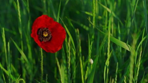 Closeup single opened poppy flower growing spring day. One vivid papaver petal