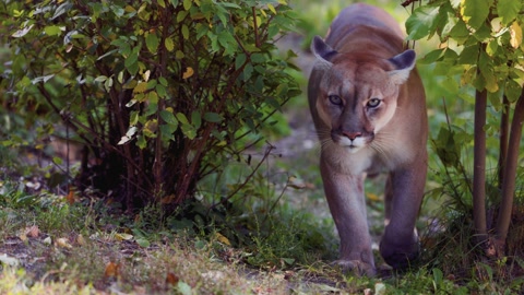 Beautiful Puma in autumn forest. American cougar - mountain lion. Wild cat walks