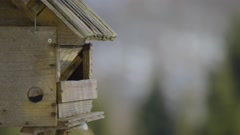 Closeup of a birdhouse with colorful birds flying in and out … [177207143] | 写真素材・ストックフォトのアフロ