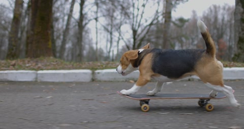 Beagle dog rides a skateboard in park. Pet Dog skateboarding outdoor. Slow