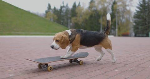 Beagle dog kick the skateboard and rides in park. Pet Dog skateboarding outdoor