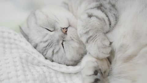 Cute charming domestic cat Scottish fold sleeps on a white bed. Sweet dream pet