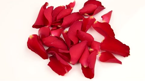 red rose petal on a white background