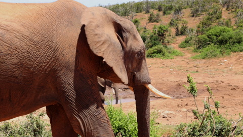 African elephant in wildlife. Close up shot of head of thick skinned animal