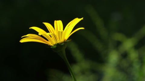 Beautiful yellow flower with petal texture detail. Half-speed 4K clip.