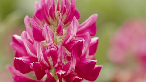 Red flower petal. Close up of spring season