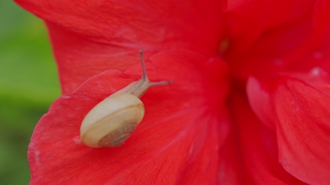 A snail crawls on a big red petal