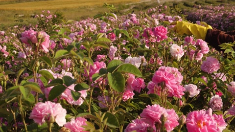 Rose Petal Harvest, Manual picking. Essential oil rose. Rose Fields and