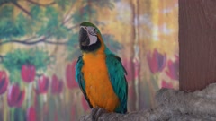 Little young blue and yellow macaw, ara ararauna with bright … [196669071] | 写真素材・ストックフォトのアフロ 