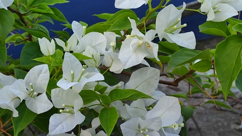 white petal bougenvalia flower bloomimg in terrace at morning