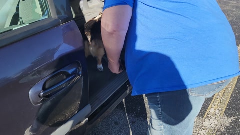 Adorable Corgi Dog Waking in Park Pet Putting in Car