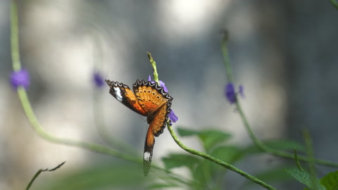 Close up of butterfly on blooming petal flower in garden with morning light