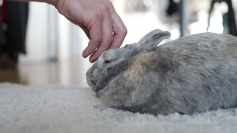 Hand touching grey rabbit. Cute pet bunny on floor indoor.