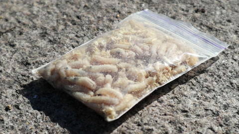 Transparent bag with live larvae. Groups of white worm fly larvae move,  crawl in a bag of sawdust, shimmering in the sun. Bait for fish. Fishing.  Juicy tasty maggots are the best