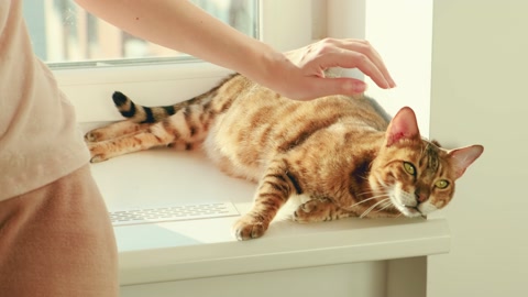 Close-up bengal cat lies on window, Girl hand strokes touches Joyful pet animal