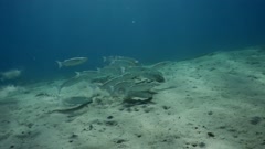 School of Striped Mullet (Mugil cephalus) swims over sandy … [214502816] | 写真素材・ストックフォトのアフロ