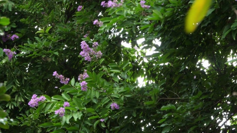 strong wind shaking tree branch with scattered leaf and petal of flower