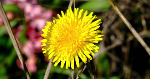 Dandelion, Taraxacum yellow spring and summer wild flower, petal flowers, UK