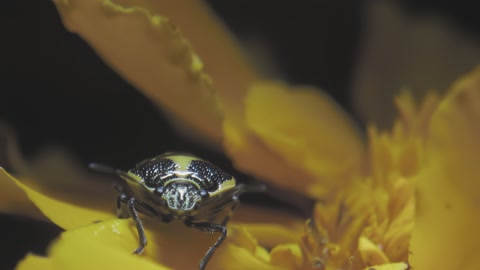 Yellow-black insect Cabbage Bug on the petal of yellow flower macro shot