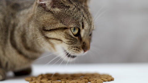 tabby cat domestic pet kitty eating wet or dry food from floor,isolated animal