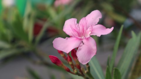 Romantic Oleander Pink Petal Swaying by The Wind Copy Space