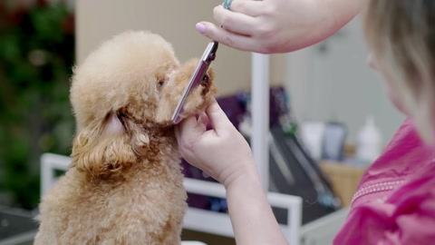 Experienced pet stylist providing grooming services to a dog in a specialized