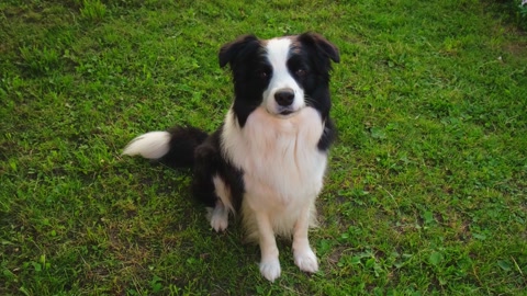 Dog walking. Pet activity. Cute puppy border collie sitting on grass in park