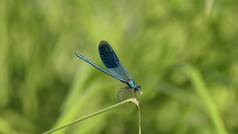 Dragonfly in its natural habitatの動画素材
