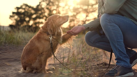 Man strokes and shakes paw of happy cocker spaniel dog sitting …の動画素材