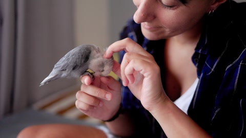 Parrot bird and young woman having fun using mobile phone at home - exotic pet