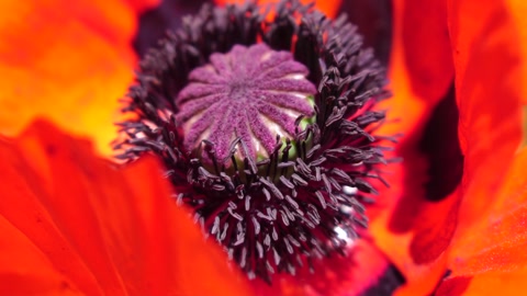 Red Poppy Flower Head close up of petal. Poppies in the meadow wild poppy field